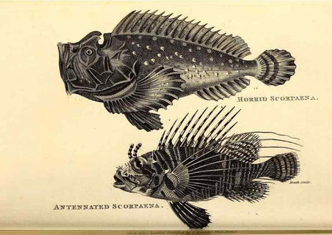 Reproducción/Reproduction 49826969212: General zoology, or Systematic natural history. London,Printed for G. Kearsley,1800-1826.. 