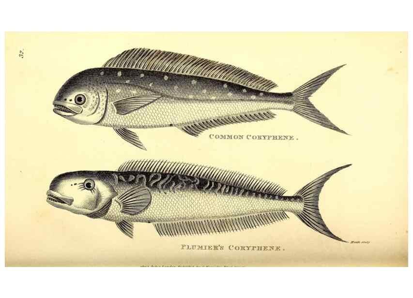 Reproducción/Reproduction 49826120138: General zoology, or Systematic natural history. London,Printed for G. Kearsley,1800-1826.. 