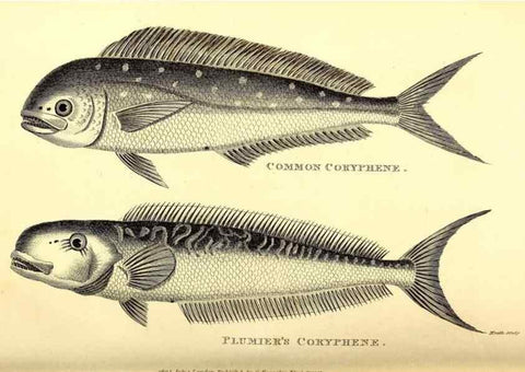 Reproducción/Reproduction 49826120138: General zoology, or Systematic natural history. London,Printed for G. Kearsley,1800-1826.. 
