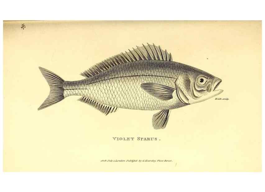 Reproducción/Reproduction 49826660861: General zoology, or Systematic natural history. London,Printed for G. Kearsley,1800-1826.. 