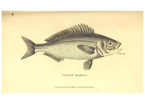Reproducción/Reproduction 49826660861: General zoology, or Systematic natural history. London,Printed for G. Kearsley,1800-1826.. 