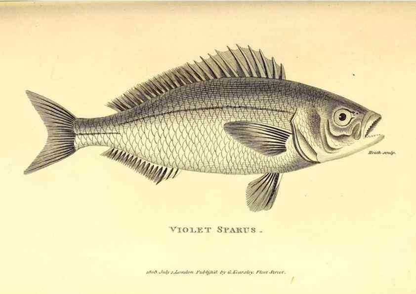 Reproducción/Reproduction 49826660861: General zoology, or Systematic natural history. London,Printed for G. Kearsley,1800-1826.. 