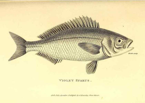 Reproducción/Reproduction 49826660861: General zoology, or Systematic natural history. London,Printed for G. Kearsley,1800-1826.. 