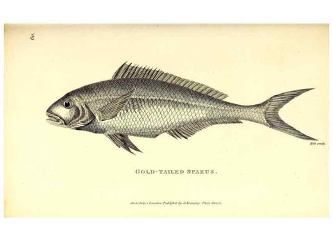 Reproducción/Reproduction 49826661221: General zoology, or Systematic natural history. London,Printed for G. Kearsley,1800-1826.. 