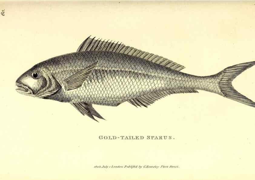 Reproducción/Reproduction 49826661221: General zoology, or Systematic natural history. London,Printed for G. Kearsley,1800-1826.. 
