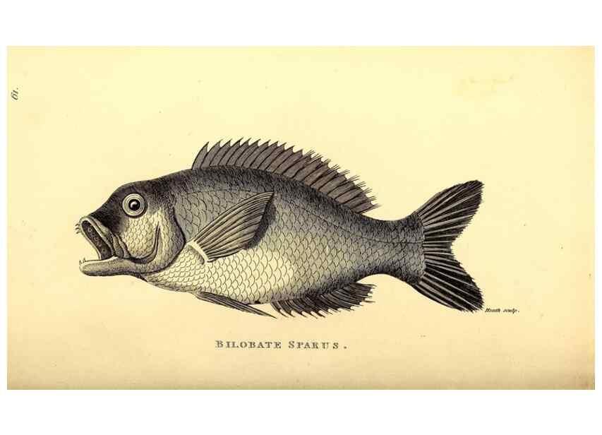 Reproducción/Reproduction 49826976472: General zoology, or Systematic natural history. London,Printed for G. Kearsley,1800-1826.. 