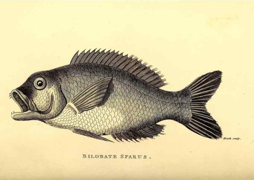 Reproducción/Reproduction 49826976472: General zoology, or Systematic natural history. London,Printed for G. Kearsley,1800-1826.. 