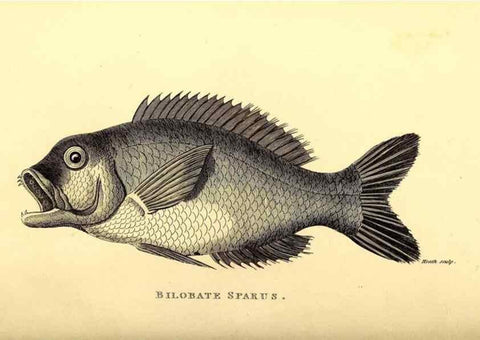 Reproducción/Reproduction 49826976472: General zoology, or Systematic natural history. London,Printed for G. Kearsley,1800-1826.. 
