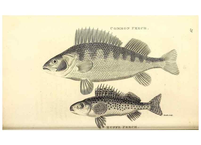 Reproducción/Reproduction 49826667971: General zoology, or Systematic natural history. London,Printed for G. Kearsley,1800-1826.. 