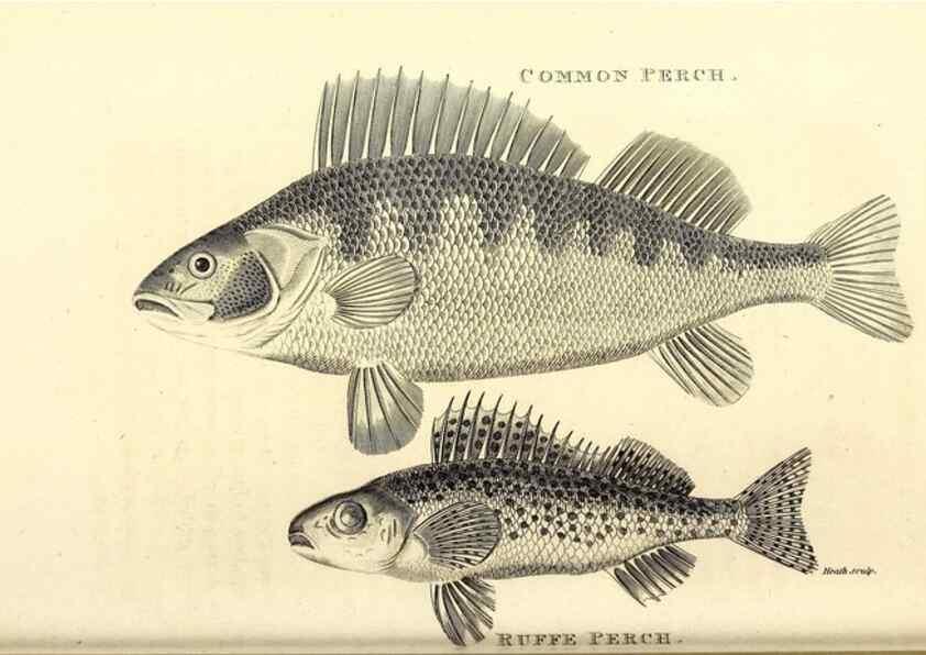 Reproducción/Reproduction 49826667971: General zoology, or Systematic natural history. London,Printed for G. Kearsley,1800-1826.. 
