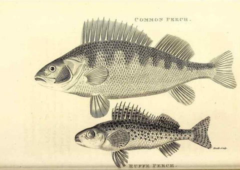 Reproducción/Reproduction 49826667971: General zoology, or Systematic natural history. London,Printed for G. Kearsley,1800-1826.. 