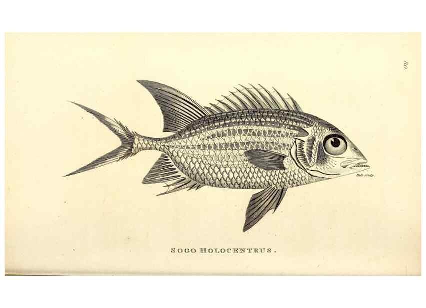 Reproducción/Reproduction 49826982912: General zoology, or Systematic natural history. London,Printed for G. Kearsley,1800-1826.. 