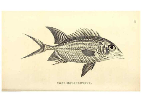 Reproducción/Reproduction 49826982912: General zoology, or Systematic natural history. London,Printed for G. Kearsley,1800-1826.. 