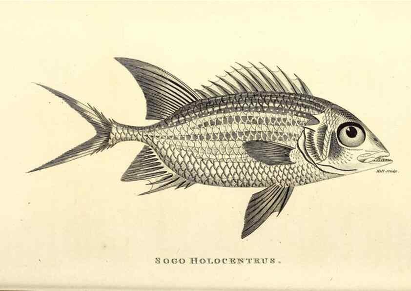 Reproducción/Reproduction 49826982912: General zoology, or Systematic natural history. London,Printed for G. Kearsley,1800-1826.. 