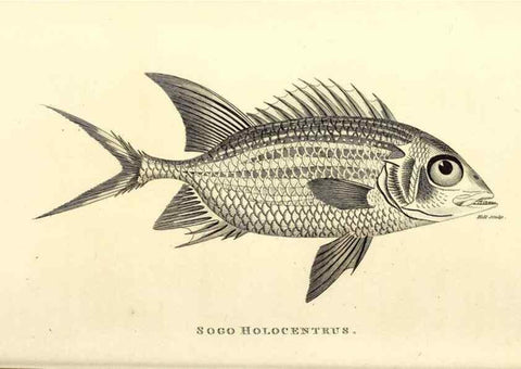 Reproducción/Reproduction 49826982912: General zoology, or Systematic natural history. London,Printed for G. Kearsley,1800-1826.. 