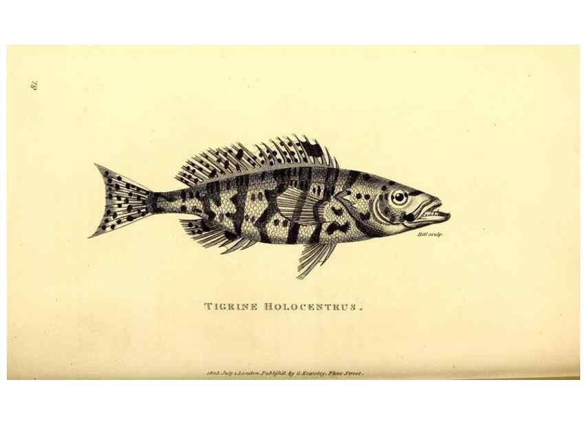 Reproducción/Reproduction 49826668481: General zoology, or Systematic natural history. London,Printed for G. Kearsley,1800-1826.. 