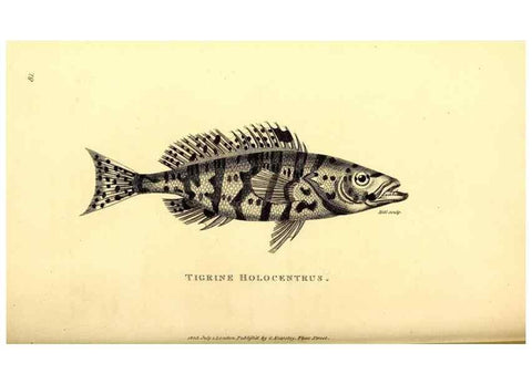 Reproducción/Reproduction 49826668481: General zoology, or Systematic natural history. London,Printed for G. Kearsley,1800-1826.. 