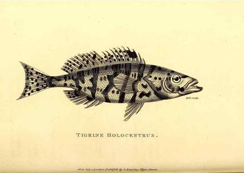 Reproducción/Reproduction 49826668481: General zoology, or Systematic natural history. London,Printed for G. Kearsley,1800-1826.. 