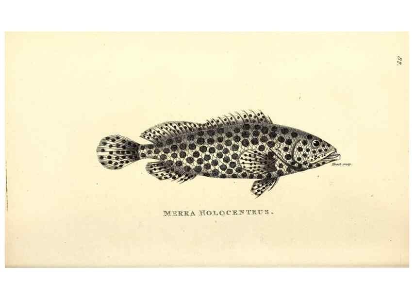 Reproducción/Reproduction 49826136473: General zoology, or Systematic natural history. London,Printed for G. Kearsley,1800-1826.. 