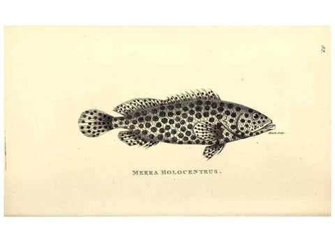 Reproducción/Reproduction 49826136473: General zoology, or Systematic natural history. London,Printed for G. Kearsley,1800-1826.. 