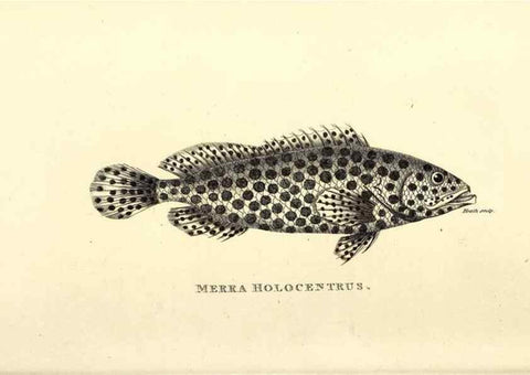 Reproducción/Reproduction 49826136473: General zoology, or Systematic natural history. London,Printed for G. Kearsley,1800-1826.. 