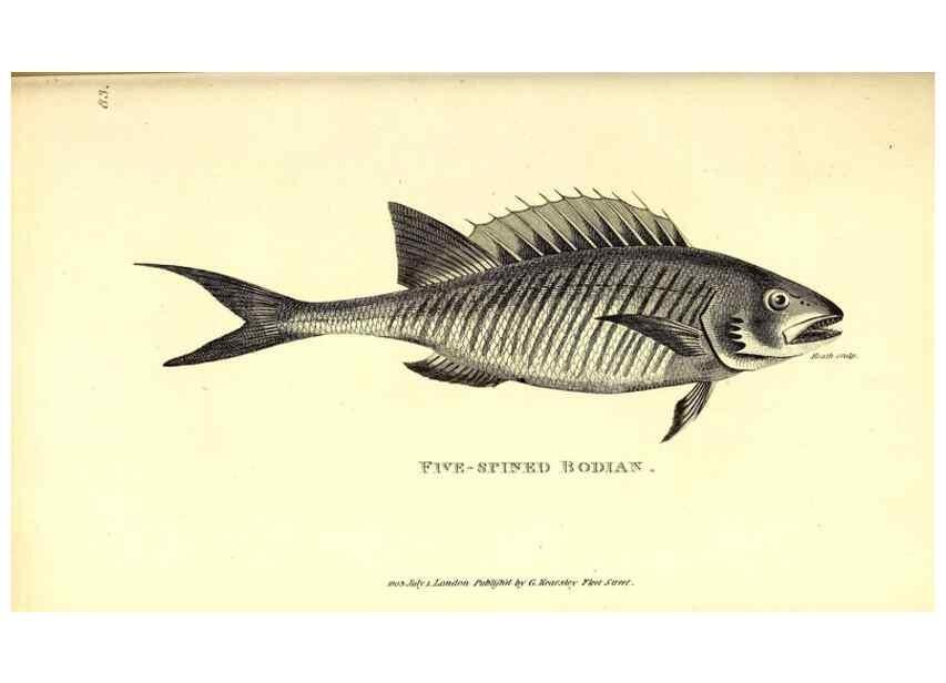 Reproducción/Reproduction 49826983817: General zoology, or Systematic natural history. London,Printed for G. Kearsley,1800-1826.. 