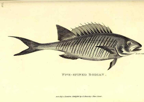 Reproducción/Reproduction 49826983817: General zoology, or Systematic natural history. London,Printed for G. Kearsley,1800-1826.. 