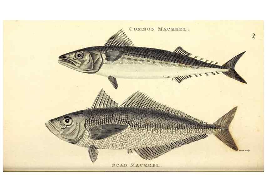 Reproducción/Reproduction 49826137038: General zoology, or Systematic natural history. London,Printed for G. Kearsley,1800-1826.. 