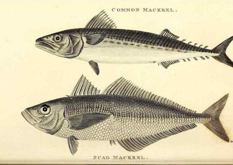 Reproducción/Reproduction 49826137038: General zoology, or Systematic natural history. London,Printed for G. Kearsley,1800-1826.. 