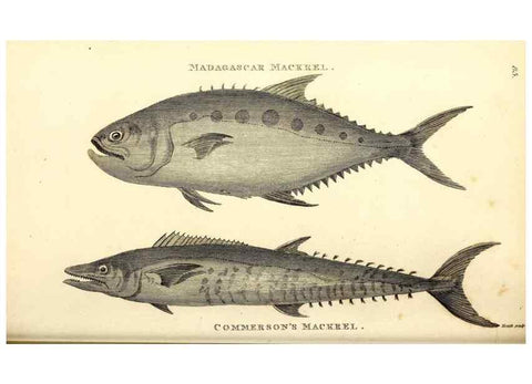 Reproducción/Reproduction 49826669711: General zoology, or Systematic natural history. London,Printed for G. Kearsley,1800-1826.. 
