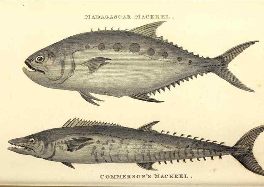 Reproducción/Reproduction 49826669711: General zoology, or Systematic natural history. London,Printed for G. Kearsley,1800-1826.. 