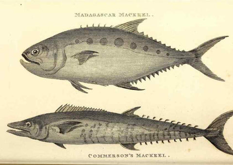 Reproducción/Reproduction 49826669711: General zoology, or Systematic natural history. London,Printed for G. Kearsley,1800-1826.. 