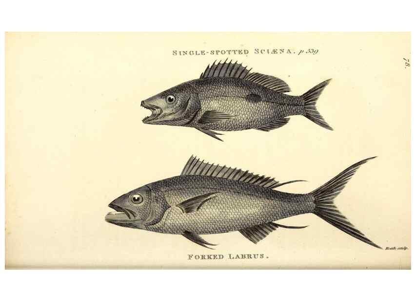 Reproducción/Reproduction 49826982172: General zoology, or Systematic natural history. London,Printed for G. Kearsley,1800-1826.. 