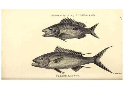 Reproducción/Reproduction 49826982172: General zoology, or Systematic natural history. London,Printed for G. Kearsley,1800-1826.. 