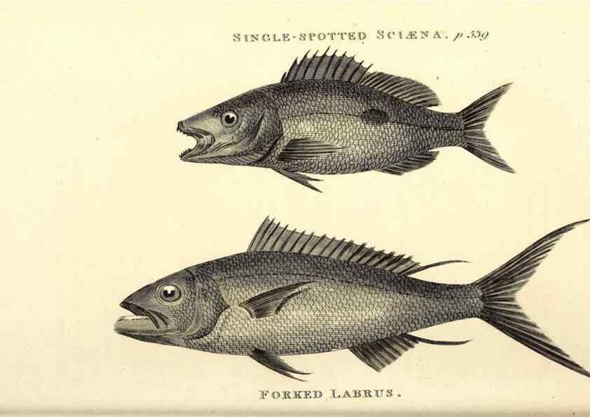 Reproducción/Reproduction 49826982172: General zoology, or Systematic natural history. London,Printed for G. Kearsley,1800-1826.. 