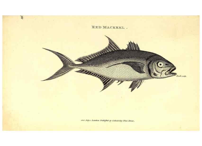 Reproducción/Reproduction 49826669936: General zoology, or Systematic natural history. London,Printed for G. Kearsley,1800-1826.. 