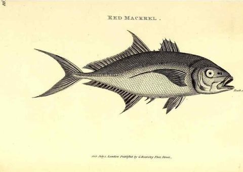 Reproducción/Reproduction 49826669936: General zoology, or Systematic natural history. London,Printed for G. Kearsley,1800-1826.. 