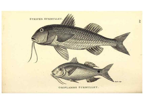 Reproducción/Reproduction 49826985157: General zoology, or Systematic natural history. London,Printed for G. Kearsley,1800-1826.. 