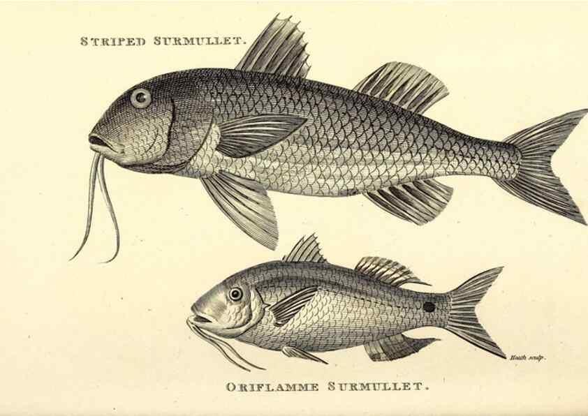 Reproducción/Reproduction 49826985157: General zoology, or Systematic natural history. London,Printed for G. Kearsley,1800-1826.. 