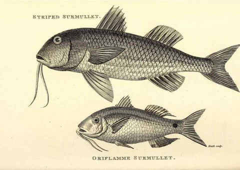 Reproducción/Reproduction 49826985157: General zoology, or Systematic natural history. London,Printed for G. Kearsley,1800-1826.. 
