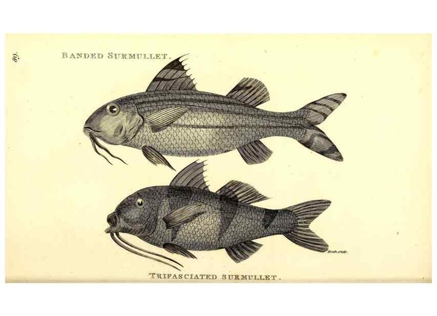 Reproducción/Reproduction 49826670691: General zoology, or Systematic natural history. London,Printed for G. Kearsley,1800-1826.. 
