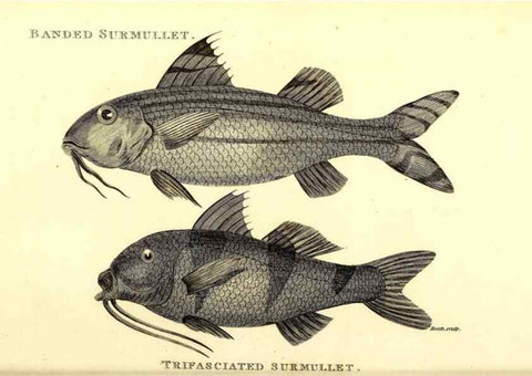 Reproducción/Reproduction 49826670691: General zoology, or Systematic natural history. London,Printed for G. Kearsley,1800-1826.. 