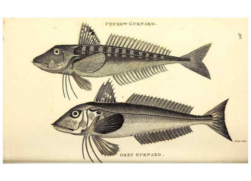 Reproducción/Reproduction 49826985752: General zoology, or Systematic natural history. London,Printed for G. Kearsley,1800-1826.. 