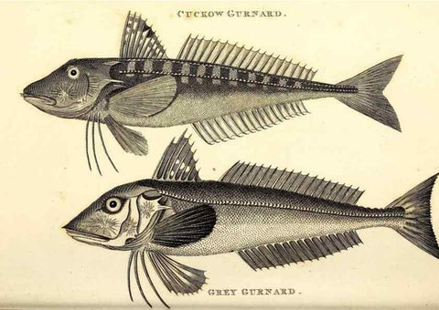 Reproducción/Reproduction 49826985752: General zoology, or Systematic natural history. London,Printed for G. Kearsley,1800-1826.. 