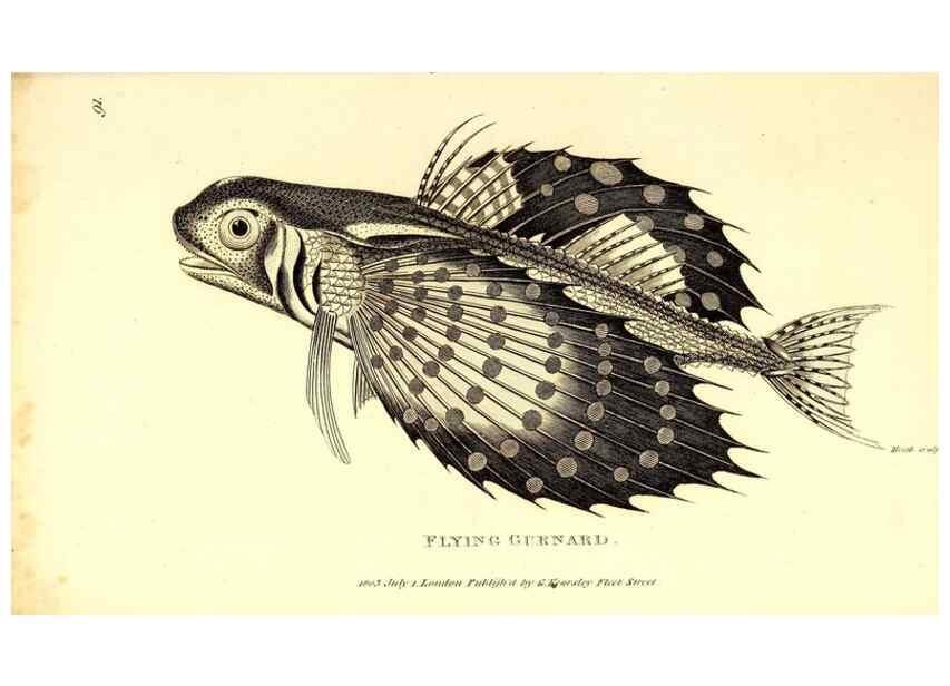 Reproducción/Reproduction 49826986022: General zoology, or Systematic natural history. London,Printed for G. Kearsley,1800-1826.. 