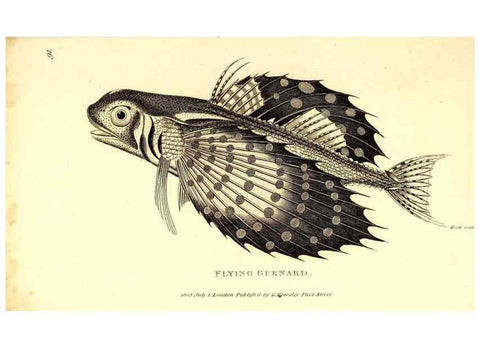 Reproducción/Reproduction 49826986022: General zoology, or Systematic natural history. London,Printed for G. Kearsley,1800-1826.. 