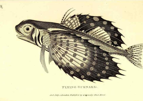 Reproducción/Reproduction 49826986022: General zoology, or Systematic natural history. London,Printed for G. Kearsley,1800-1826.. 