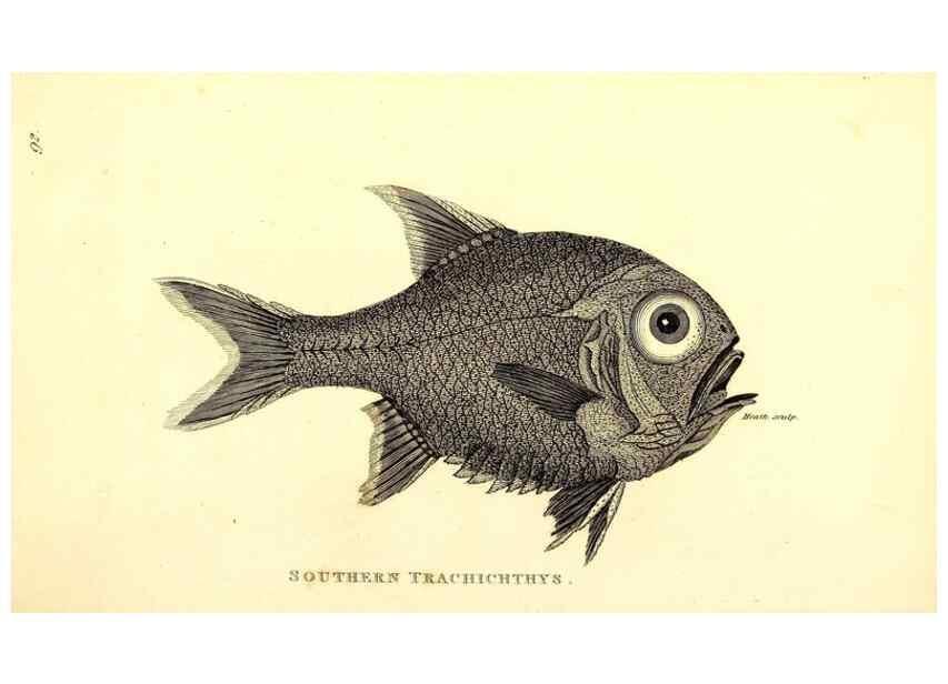 Reproducción/Reproduction 49826986302: General zoology, or Systematic natural history. London,Printed for G. Kearsley,1800-1826.. 
