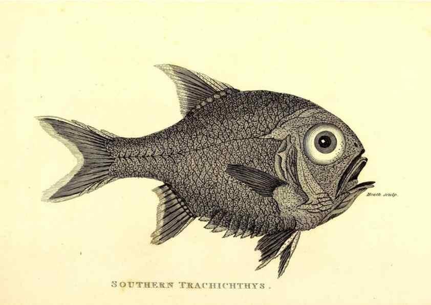 Reproducción/Reproduction 49826986302: General zoology, or Systematic natural history. London,Printed for G. Kearsley,1800-1826.. 