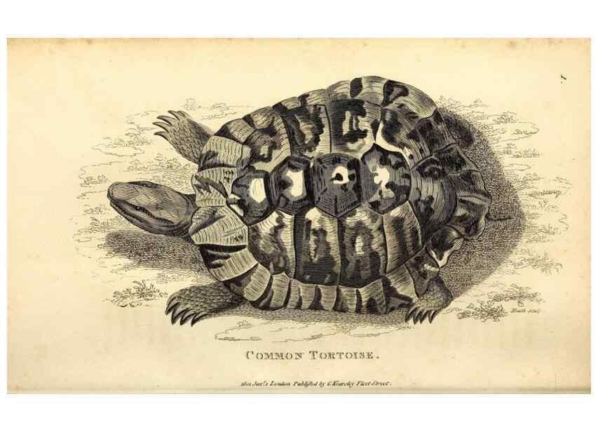 Reproducción/Reproduction 49827146437: General zoology, or Systematic natural history. London,Printed for G. Kearsley,1800-1826.. 